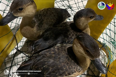 An online seller was arrested by the authorities after trying to sell Philippine duck, a vulnerable species, along the National Highway in Purok Maharlika, Barangay Bagontapay, M’lang, Cotabato, on October 23, 2025.