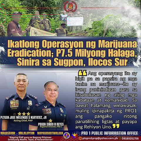 Marijuana eradication: P7.5M uprooted, burned in Sugpon