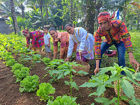 TEDURAY tribal members from South Upi, Maguindanao del Sur province practice traditional organic farming called Sulagad to produce vegetables for the community, with help from the Food and Agriculture Organization.