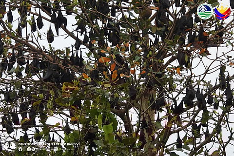 Some 6,300 large flying foxes were sighted in Maitum, indicating that the environment in the said town in the Saranggani Province provides enough food and a good habitat for them to live.
The said number of bats were recorded during a monitoring activity in Maitum, on October 22, 2025.