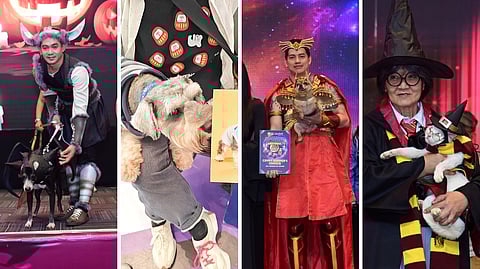 It’s spooktacular when pets wear all the costumes
