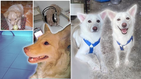 Author's angels, Jireh and Misha