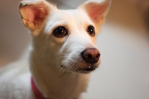 HOME is wherever my dog is.