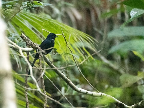 Black Shama, Copsychus cebuensis