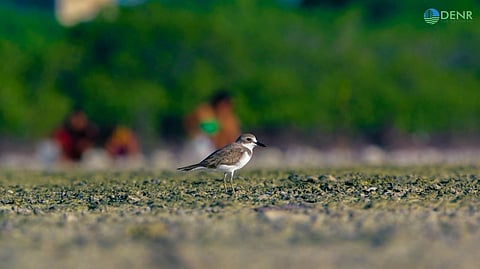 DENR urges eco-friendly, sustainable holiday celebrations