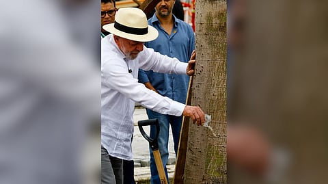 Water brings life, not floods Brazilian President Luiz Inacio Lula da Silva (left) pours water on a Samauma tree, typical of the Amazon rainforest, which has been replanted in the Parque da Cidade area, the venue of the 2025 United Nations Climate Change Conference (COP 30) in Belem, Para State, Brazil.