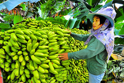 Phl pushes Japan to cut banana tariffs, expand agri trade