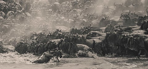 Wildebeest by Singaporean photographer William Chua, winner of The Pano Awards Southeast Asia Open Photographer of the Year 2025.