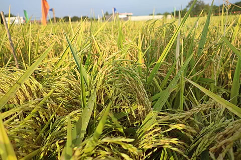 Nueva Ecija: Agriculture leader