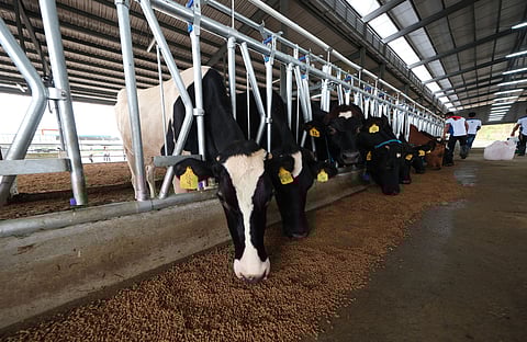Dairy output jumps despite no imports
