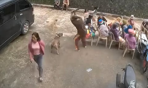 OUTRAGE is mounting in Sadanga, Mountain Province after CCTV footage surfaced showing a municipal official allegedly beating an American Pitbull named Axle to death on 4 December.
