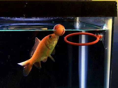 HUMANS have always felt superior over goldfish as if that’s something to blow bubbles about.