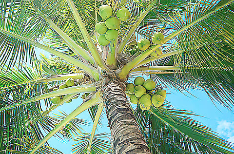 COCONUT oil was the top agricultural export to the US last year, generating $558.7 million.