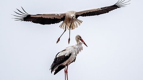 Spain probes bird flu after 400 storks die
