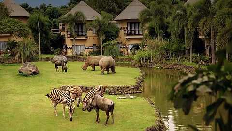 THE ‘big five’ animals of African safari - including lions, zebras, giraffes, buffaloes and gazelles - can be seen and fed from your room by throwing them carrots from your balcony - except for the lions, of course!