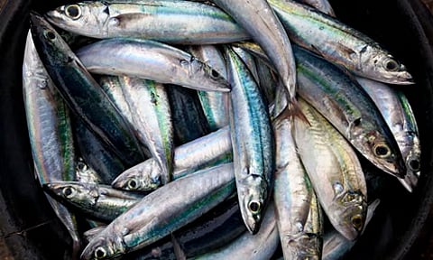 EU protests UK-Norway deal allowing mackerel overfishing
