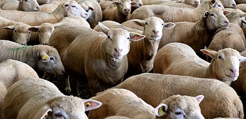Lambs gather closely in a farm.| AFP