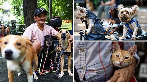 PRIVATE animal welfare societies abound because government support is lacking.