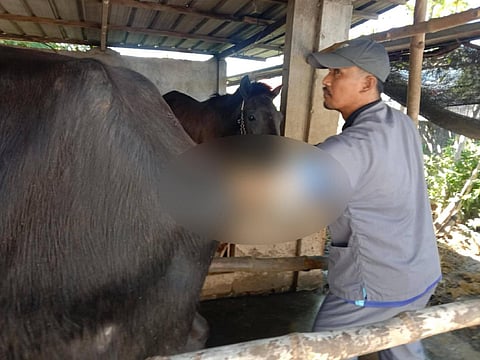 The city government and the Philippine Carabao Center (PCC) conducted an Artificial Insemination Program to boost the number of buffalo and cattle livestock in the city of Tarlac.