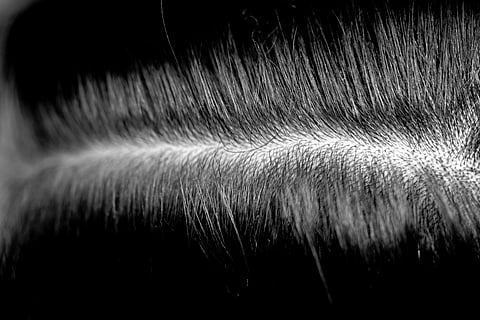 LESS flakes, less itch, more confidence.