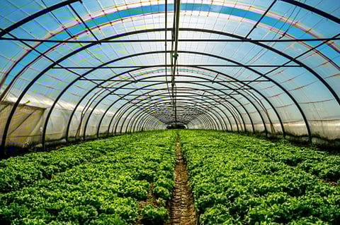 DA ramps up ‘White Revolution,’ FMRs