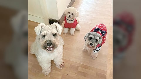 THE author’s furbabies, namely, Boris, Grogu and Lexie.