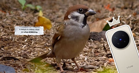 Explore nature up close with vivo X300 Pro