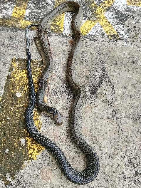 Cobra bite survival exposes risks of blind trust in AI tools