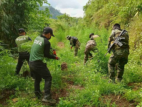 JOINT PDEA and police teams conduct six-day eradication near Ilocos Sur-Benguet boundary.