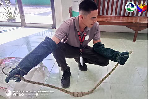 Residents of Barangay Barangiran, Alamada turned over a sub-adult dog-toothed cat snake to Department of Environment and Natural Resources (DENR) in the province of Cotabato on January 22, 2026.