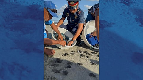 93 pawikan hatchlings released in San Vicente, Ilocos Sur