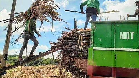 THE ‘sakadas’ (sugarcane farmers) of Negros Occidental are now being affected by the drastic decline of mill gate prices of sugar. Lawmakers stepped in through a formal investigation over the issue that impacts agricultural communities in the said province.