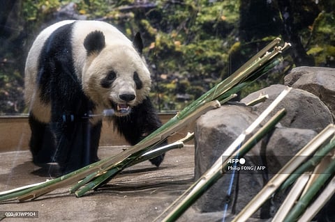 GIANT panda Xiao Xiao walks in its enclosure during the final day for public viewing before its departure for China, at Ueno Zoo in Tokyo.