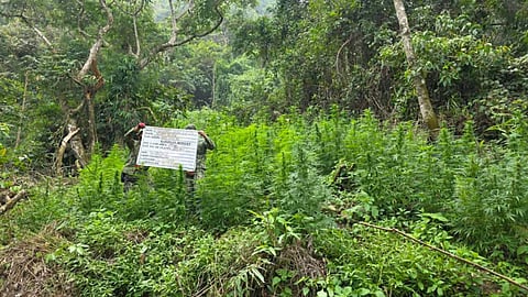 Anti-illegal drugs operatives uprooted and burned on site marijuana plants worth P3 million in Benguet on 26 January 2026.