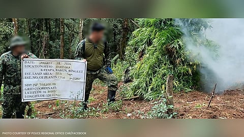 Authorities destroy over P29.5 million worth of marijuana plants in Benguet during joint anti-drug operations across Kibungan, Bakun, and Kapangan.