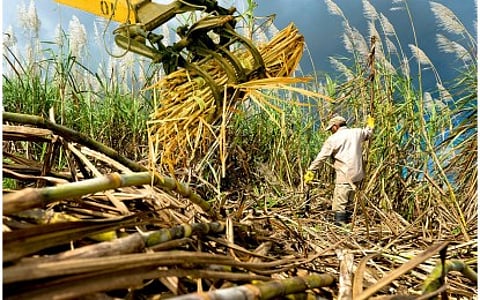 PHILIPPINE agriculture in 2025 was at its fastest pace in eight years, with sugar as standout performer, surging 56 percent on the back of record production in 2025. The increase helped ease price pressures and improve farm incomes in major producing areas.