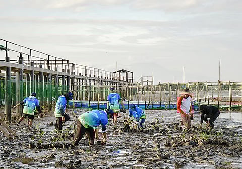 ABOITIZPOWER – through private limited partnerships GNPower Mariveles Energy Center and GNPower Dinginin and other stakeholders in Bataan – plants 500 mangrove saplings at the Orani Mangrove Conservation and Protection Project site at Barangay Kabalutan in the town of Orani, Bataan.