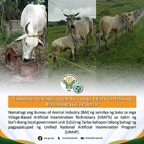 BAI distributes cow semen to boost cattle breeding