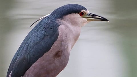 DENR records 8,112 waterbirds in Bataan areas