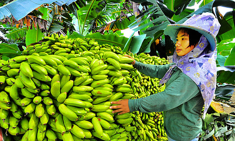 Philippines regains spot as world’s No. 2 banana exporter