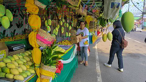 Dinamulag mangoes are sold at stalls at the highway in the Capitol Town of Iba, Zambales.