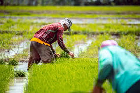 Trade, climate threaten Phl agri-food industry
