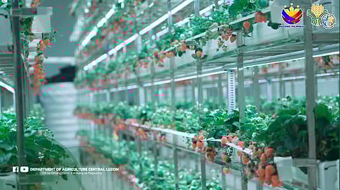 Strawberry farmers in Bulacan undergo PhilGAP training