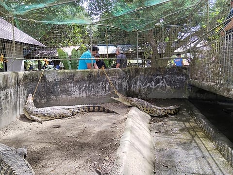 The rescue operation of saltwater crocodiles from an unauthorized individual by the Department of Environment and Natural Resources in Rosario, Batangas last 4 February.