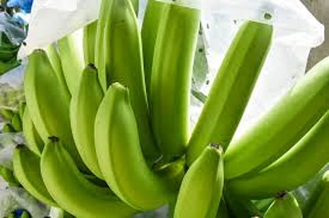 Tropical fruits drive Philippine export gains