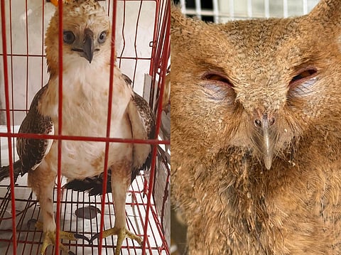 Raptors rescued in Central Luzon