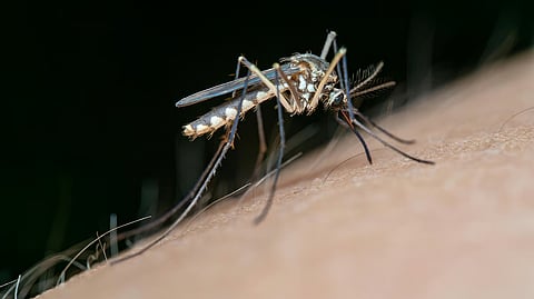 DoH warns of dengue spike after 'Basyang'