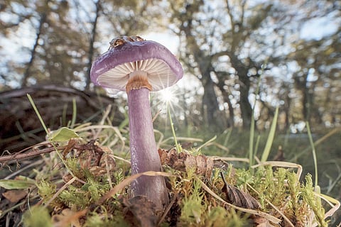 ARBUSCULAR mycorrhizal fungi beneath the surface of forests, grasslands and farms across the world.