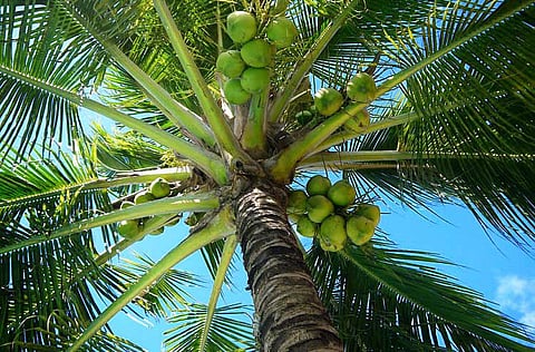 Marcos to prioritize coconut industry as exports seen hitting $3B