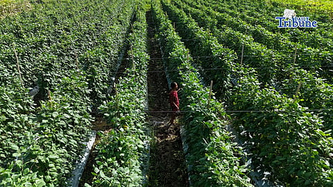 World Bank funds $1B farm modernization